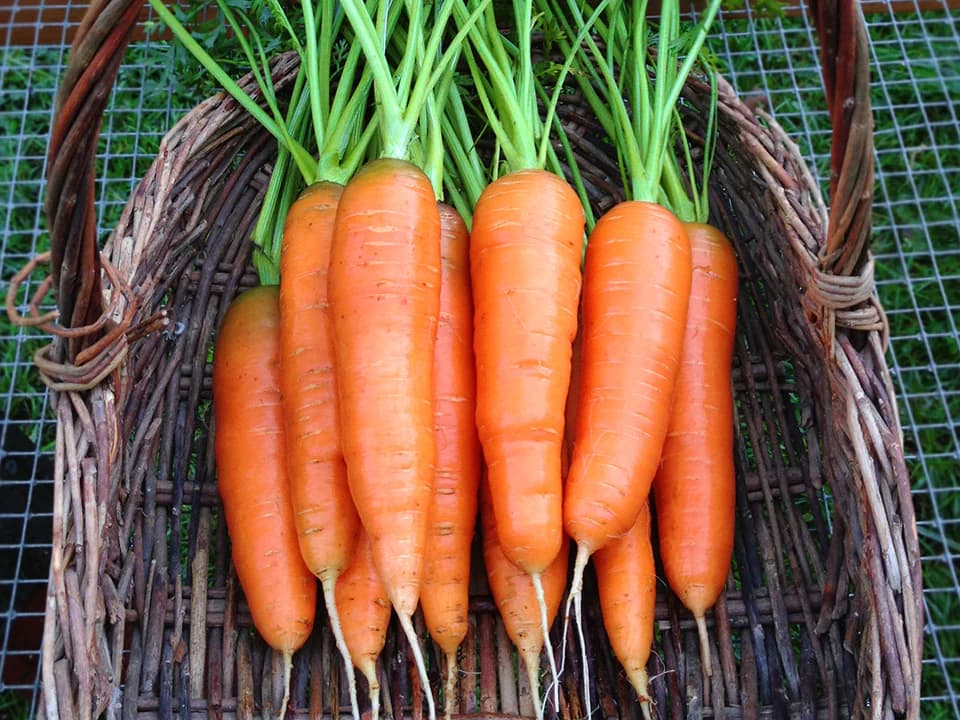 Carrots